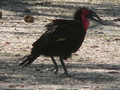 Ground Hornbill