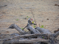 Red Billed Hornbills