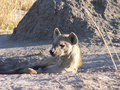 Hyena