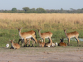 Lechwe