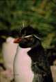 Rockhopper Penguin
