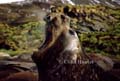 Southern Elephant Seal