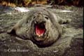 Elephant Seal