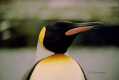 King Penguin